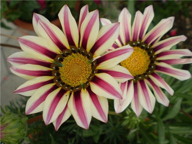 gazanija